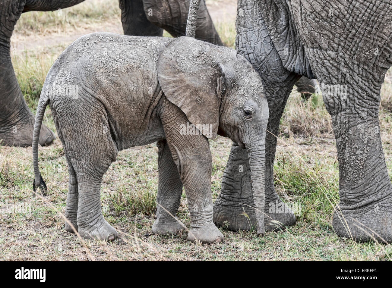 African elephant calf (Loxodonta africana), Masai Mara National Reserve, Kenya Stock Photo
