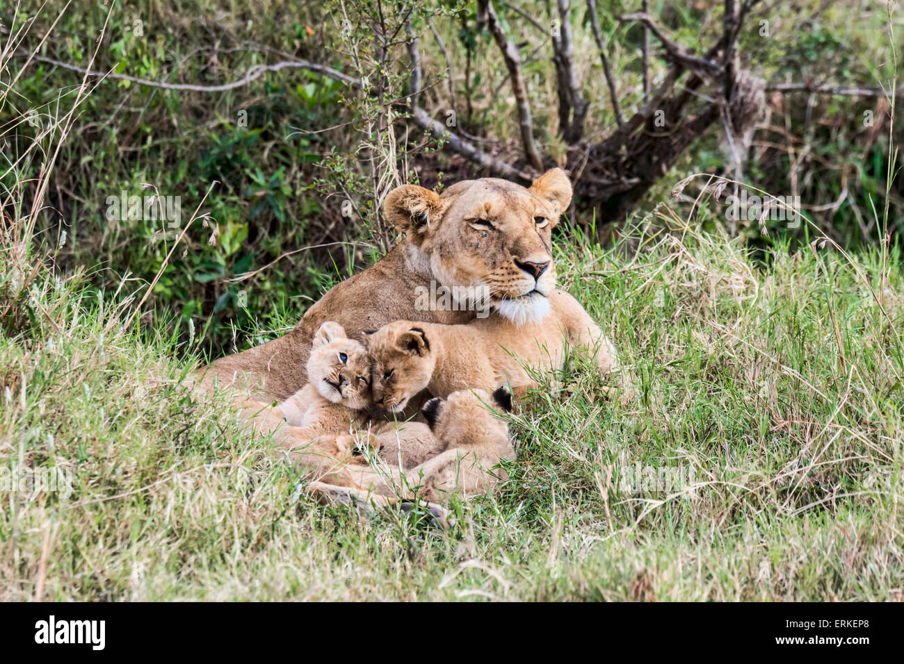 Lioness (Panthera leo) with young, Masai Mara National Reserve, Kenya ...