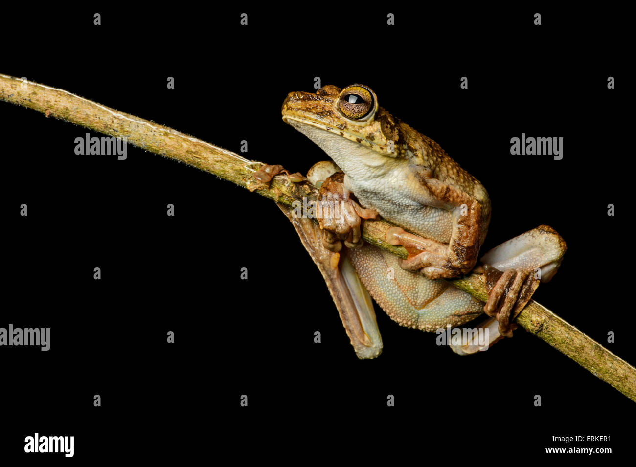 Rosenberg's tree frog (Hypsiboas rosenbergi), Choco rainforest, Ecuador Stock Photo