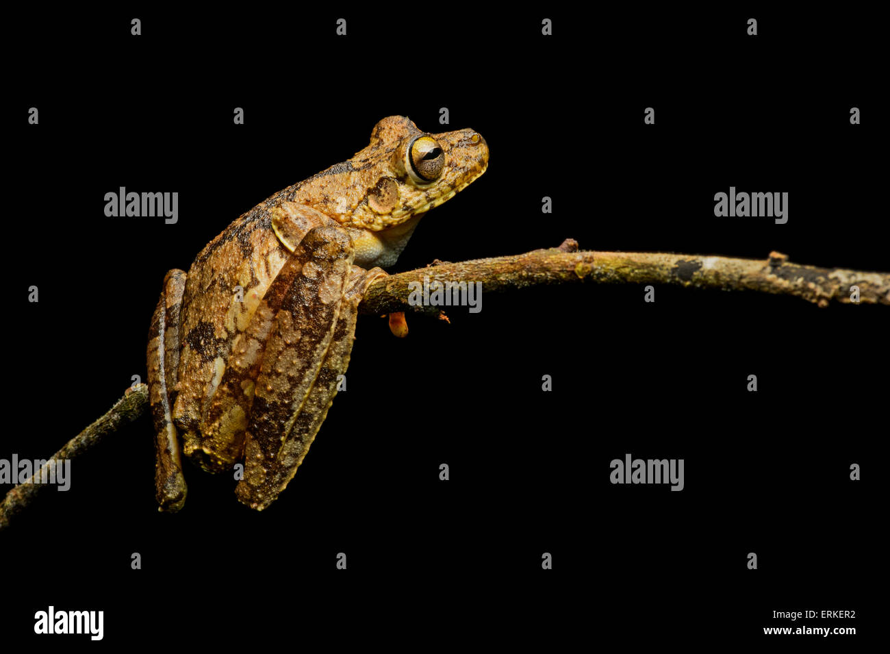 Rosenberg's tree frog (Hypsiboas rosenbergi), Choco rainforest, Ecuador Stock Photo