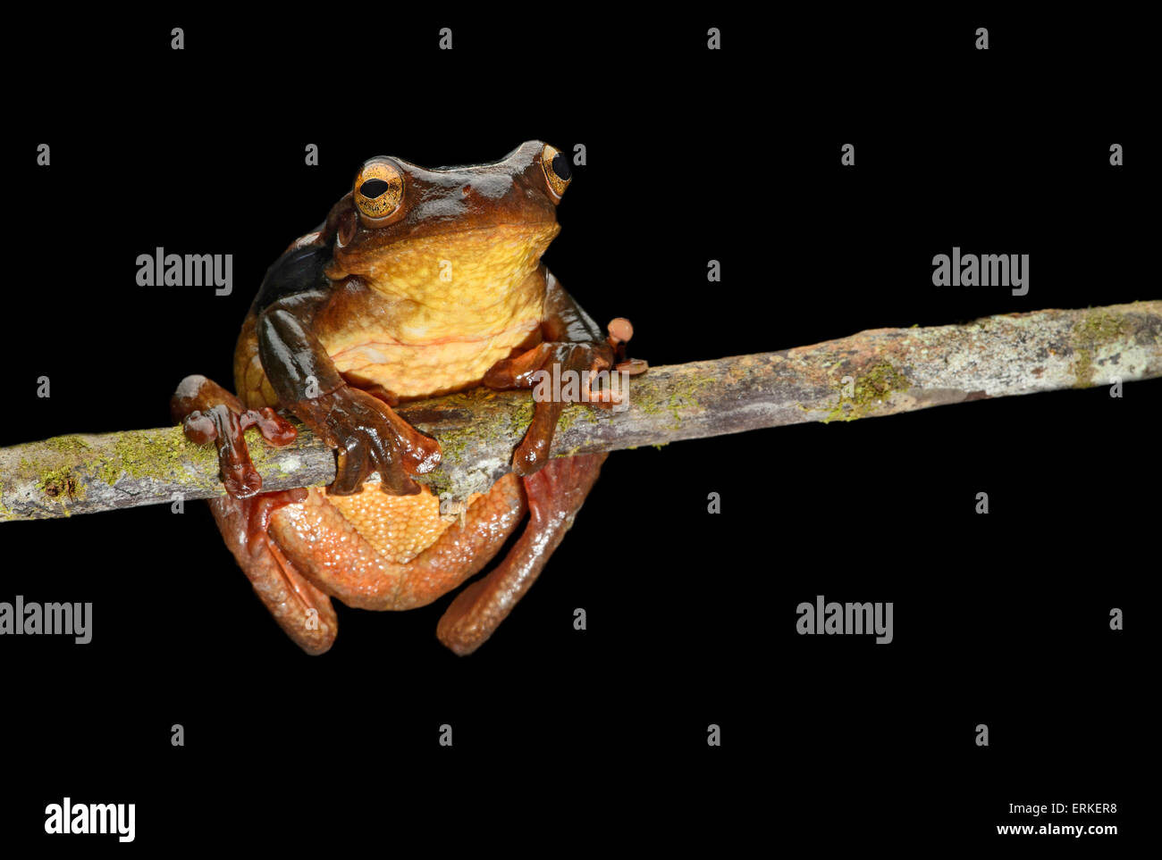 Surinam goldeneyed tree frog (Trachycephalus coriaceus), Amazon rainforest, Yasuni National