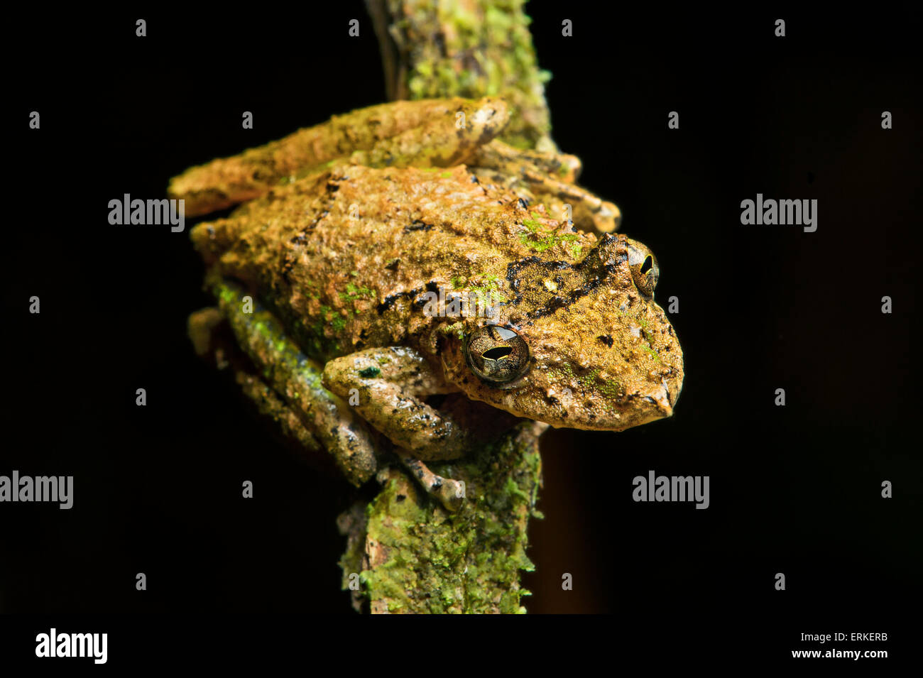 Scinax garbei hires stock photography and images Alamy