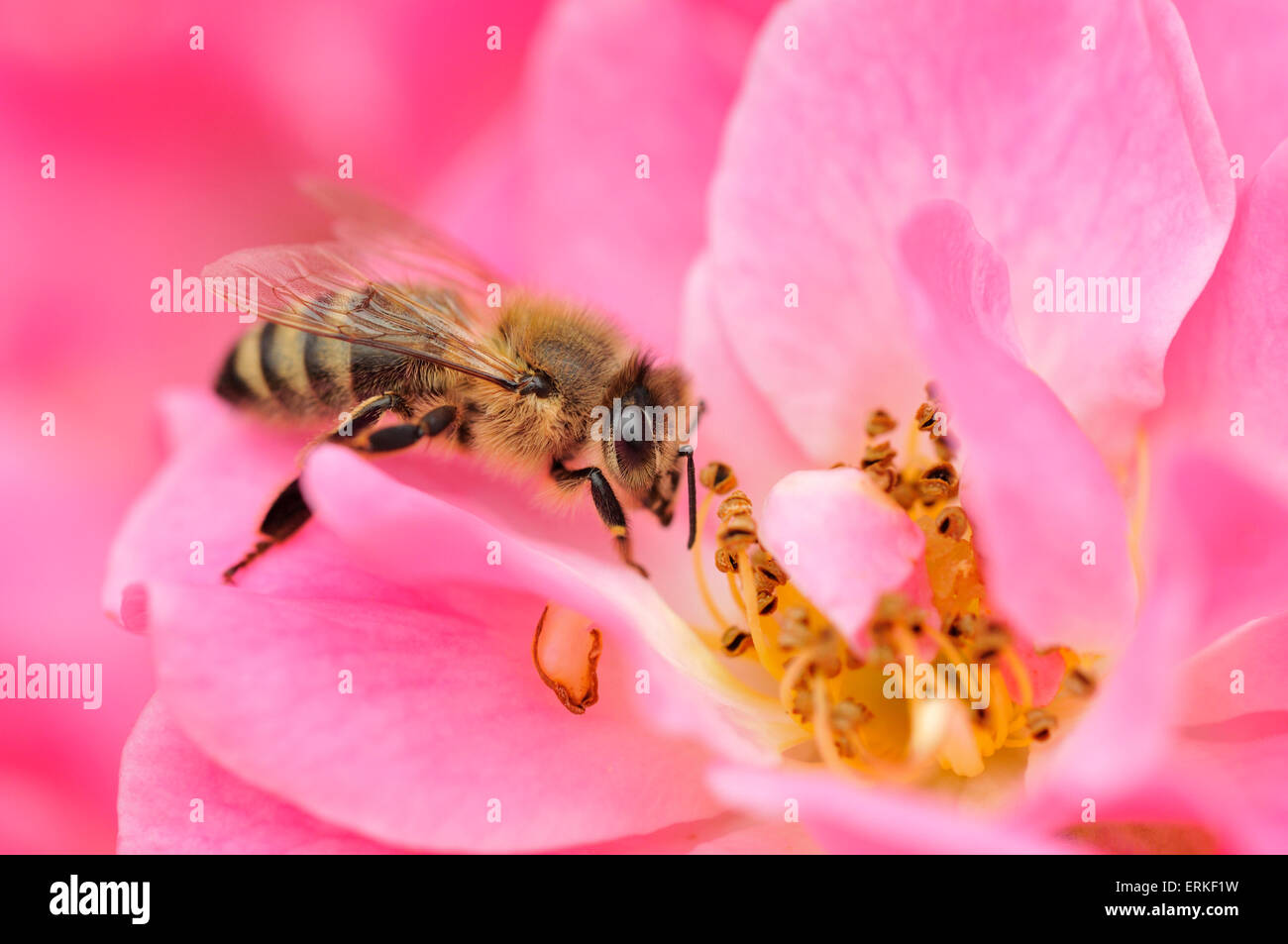 Honeybee (Apis mellifera) on rose blossom (Rosa), North Rhine-Westphalia, Germany Stock Photo