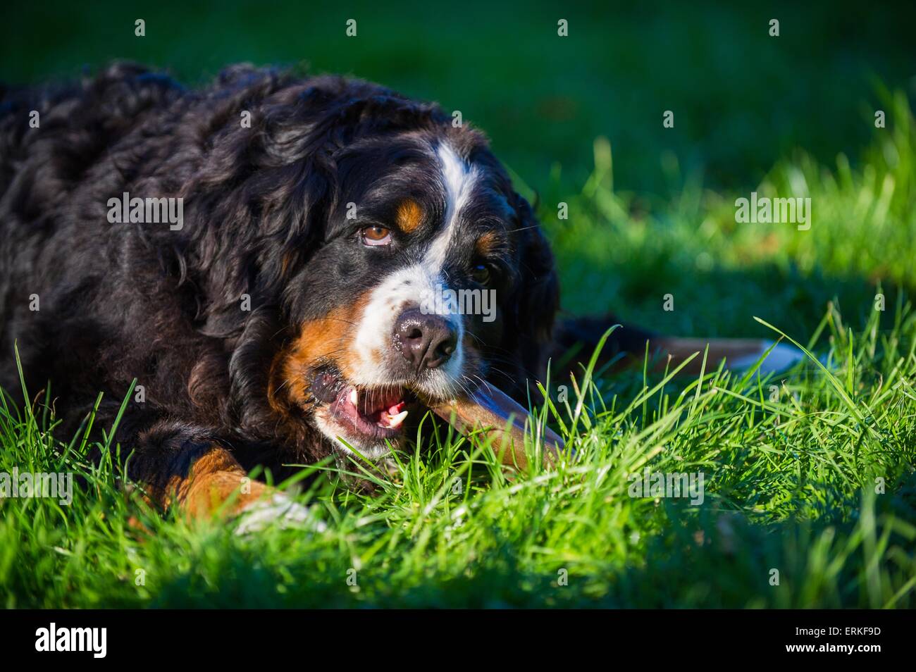 How Much Does A Bernese Mountain Dog Eat