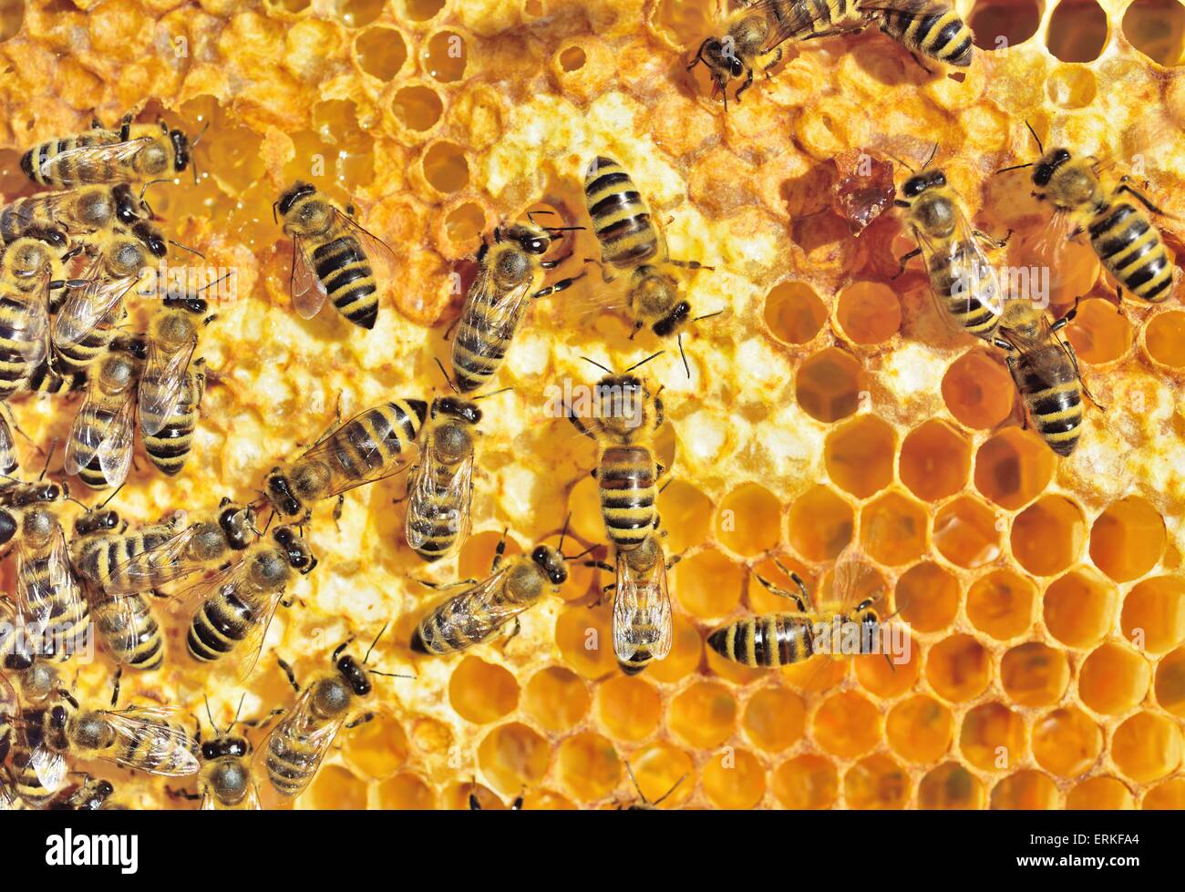 European Honey Bees (Apis mellifera var. carnica) on honeycomb with fresh honey in cells, Bavaria, Germany Stock Photo