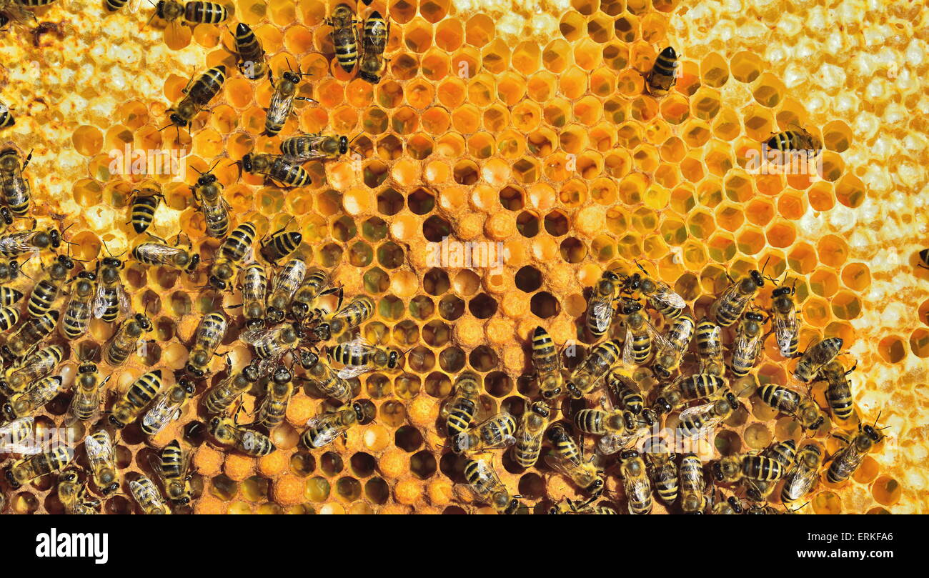 European Honey Bees (Apis mellifera var. carnica) during brood care on honeycomb with bee larvae, Bavaria, Germany Stock Photo