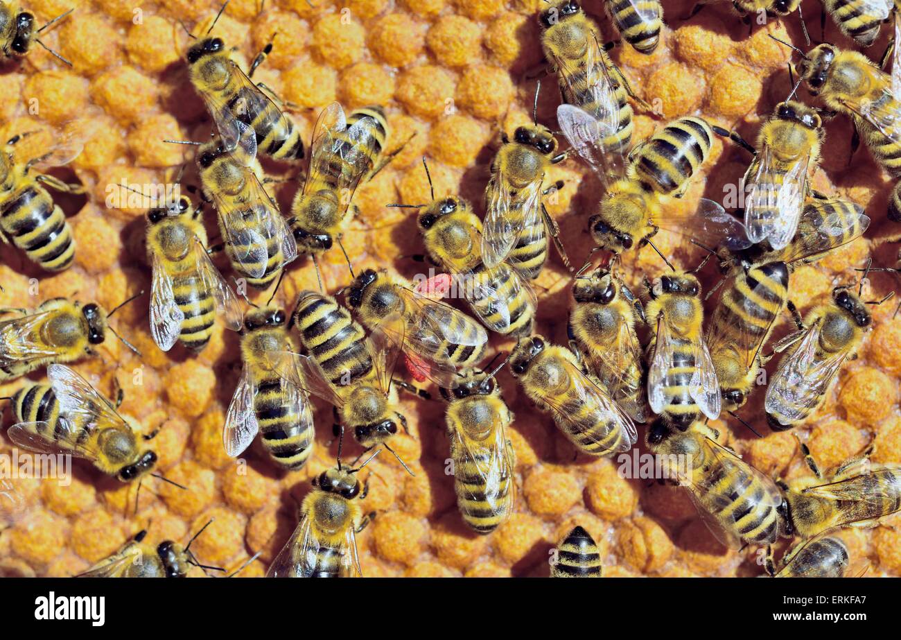 European Honey Bees (Apis mellifera var. carnica), one bee with red pollen packs from a wisteria, on honeycomb with capped brood Stock Photo