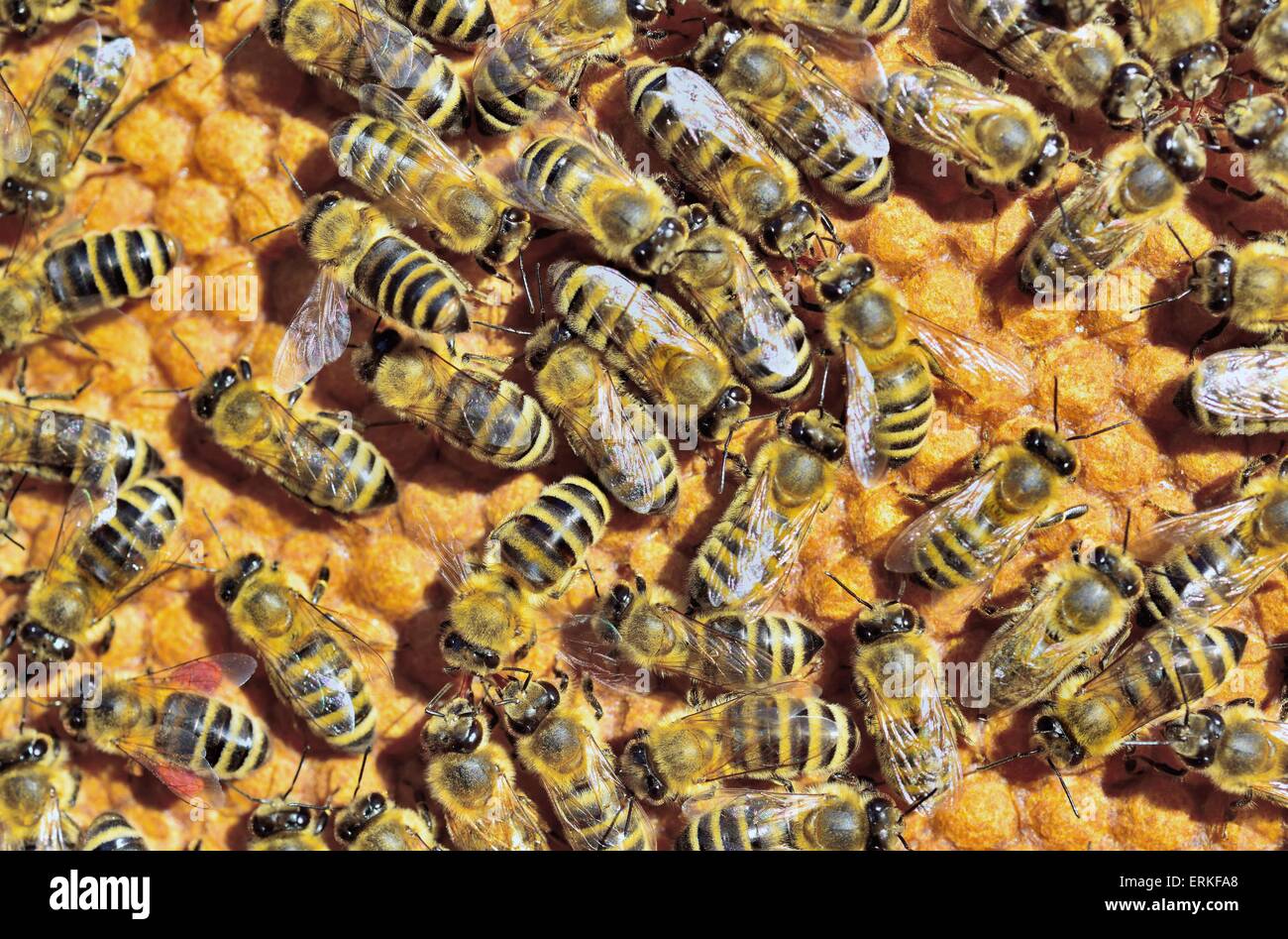 European Honey Bees (Apis mellifera var. carnica) on honeycomb with capped brood cells, Bavaria, Germany Stock Photo