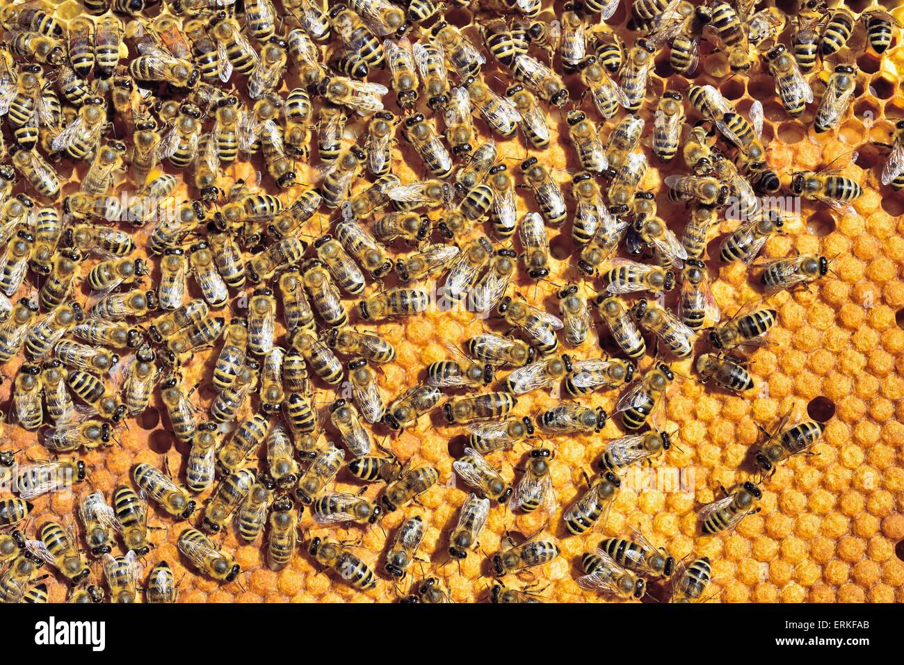 European Honey Bees (Apis mellifera var. carnica) on honeycomb with capped brood cells, Bavaria, Germany Stock Photo