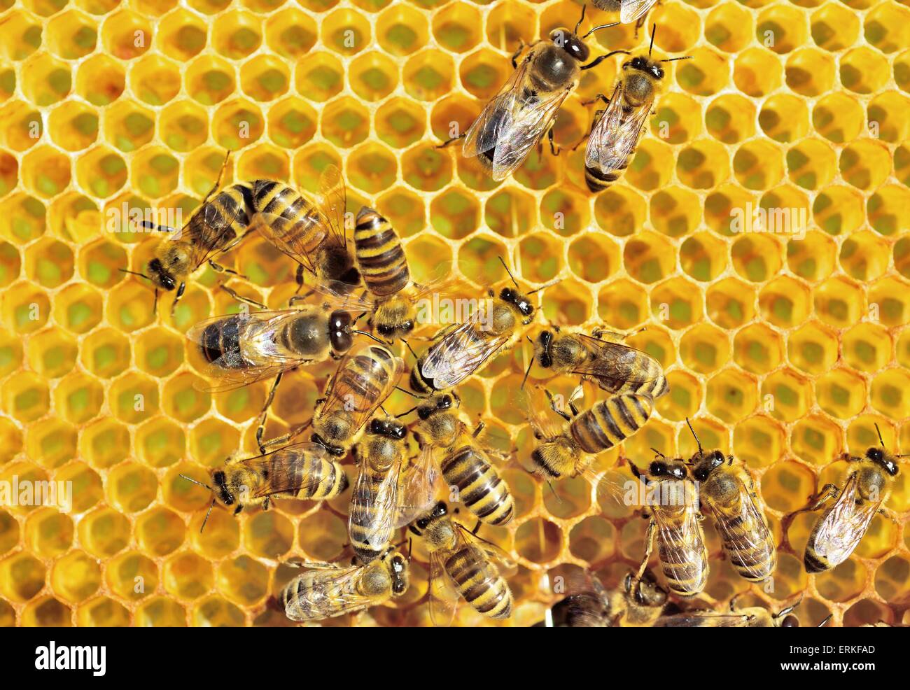 European Honey Bees (Apis mellifera var. carnica), workers and drone on freshly built honeycomb, Bavaria, Germany Stock Photo