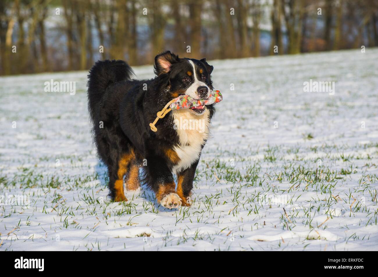 Playing Bernese Mountain Dog Stock Photo Alamy