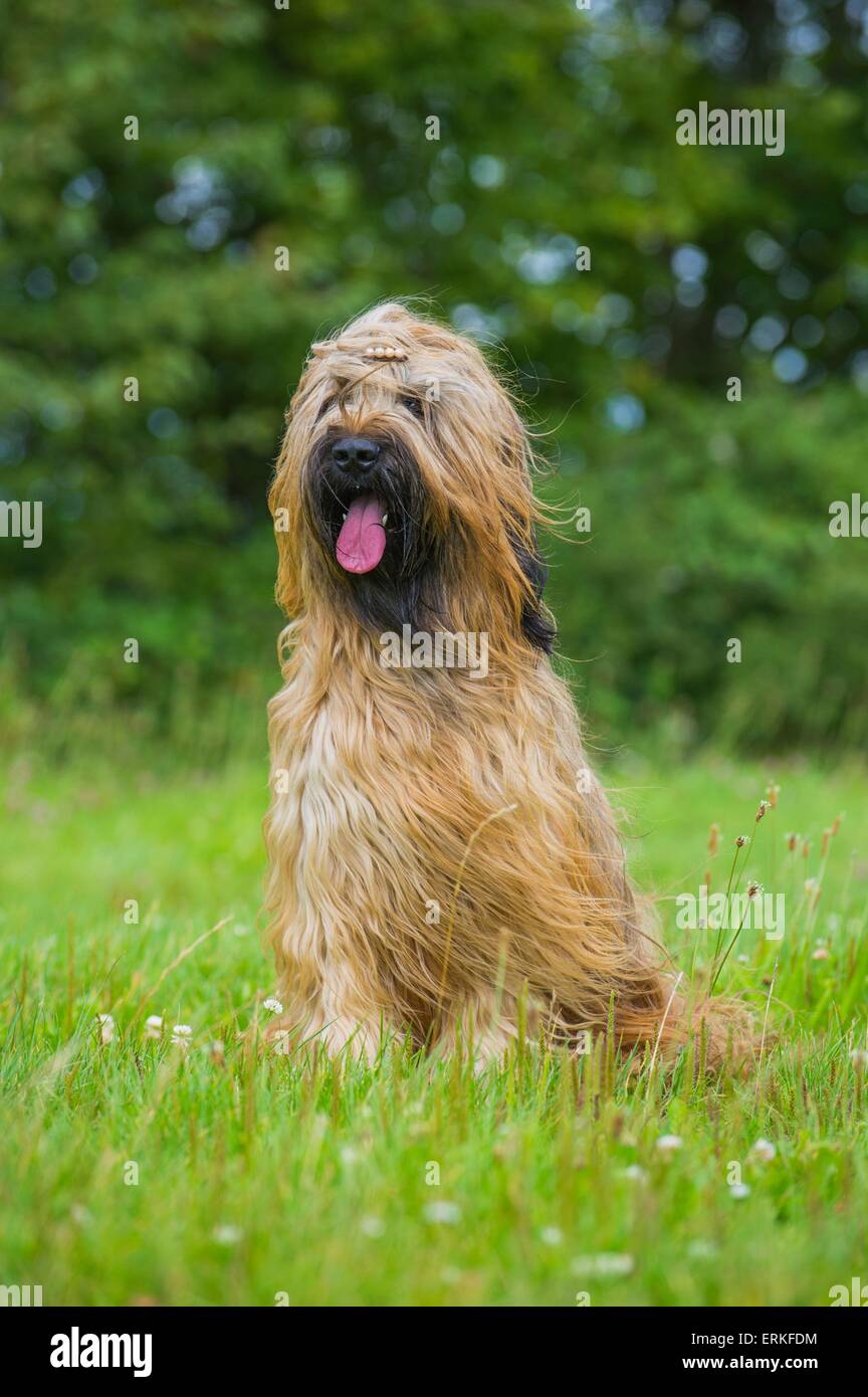 Briard Pants Briard Pants