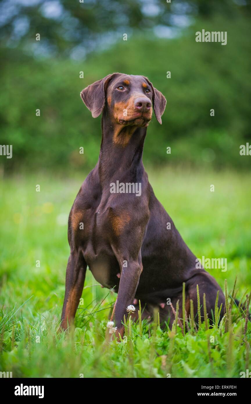 Brown doberman pinscher hi-res stock photography and images - Alamy