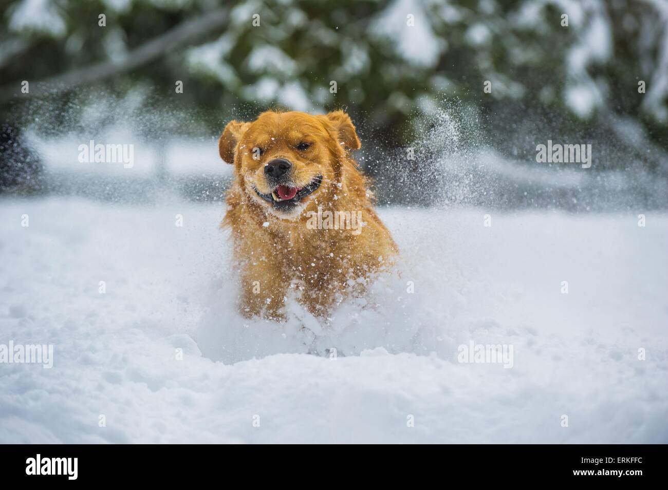 Golden Retriever in the snow Stock Photo - Alamy