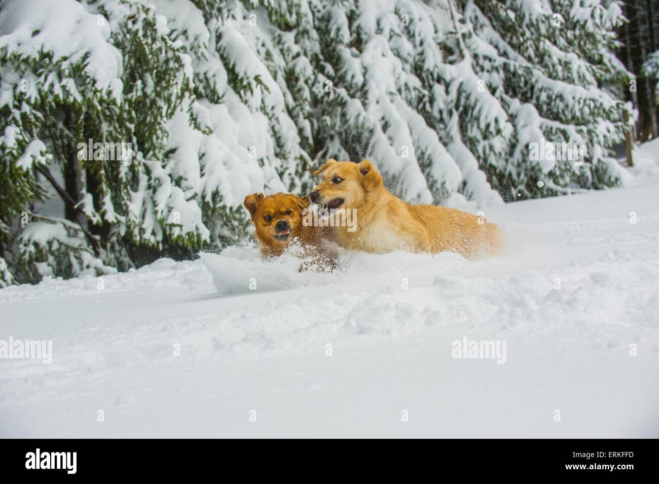 Golden Retriever in the snow Stock Photo - Alamy