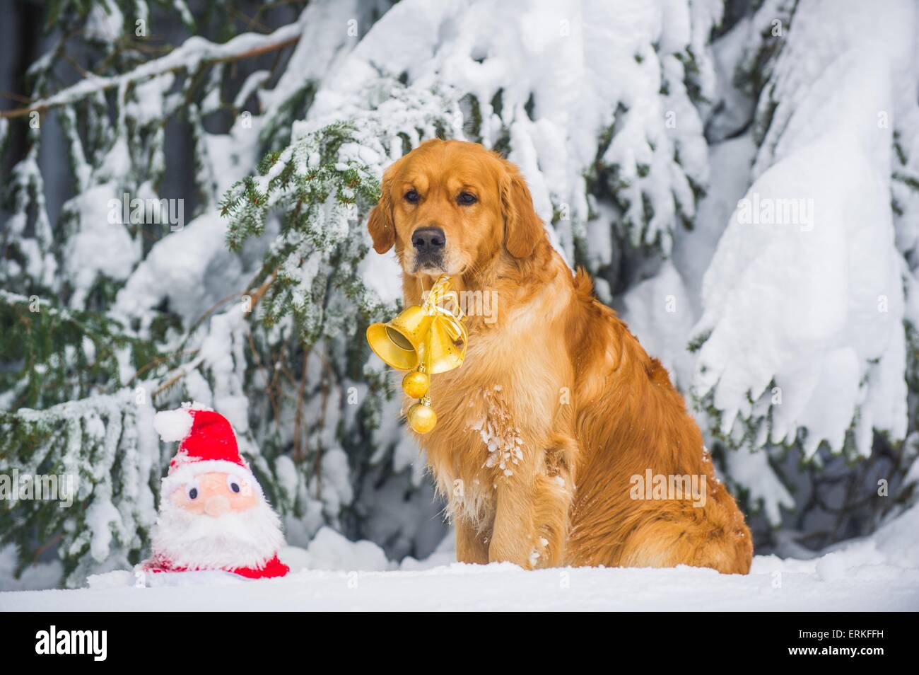 Golden Retriever in the snow Stock Photo - Alamy