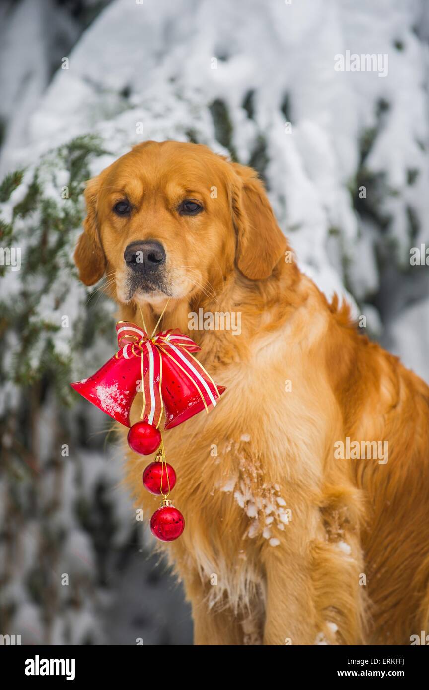 Golden Retriever in the snow Stock Photo - Alamy