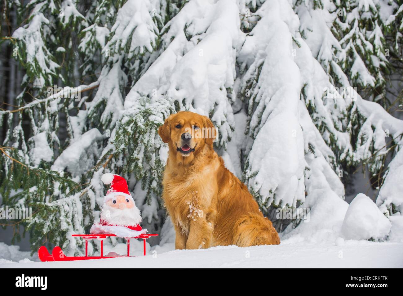 Golden Retriever in the snow Stock Photo - Alamy
