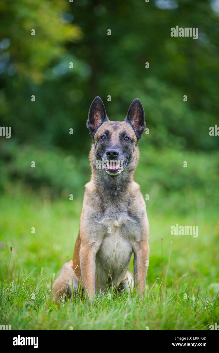 Belgian malinois sitting hires stock photography and images Alamy