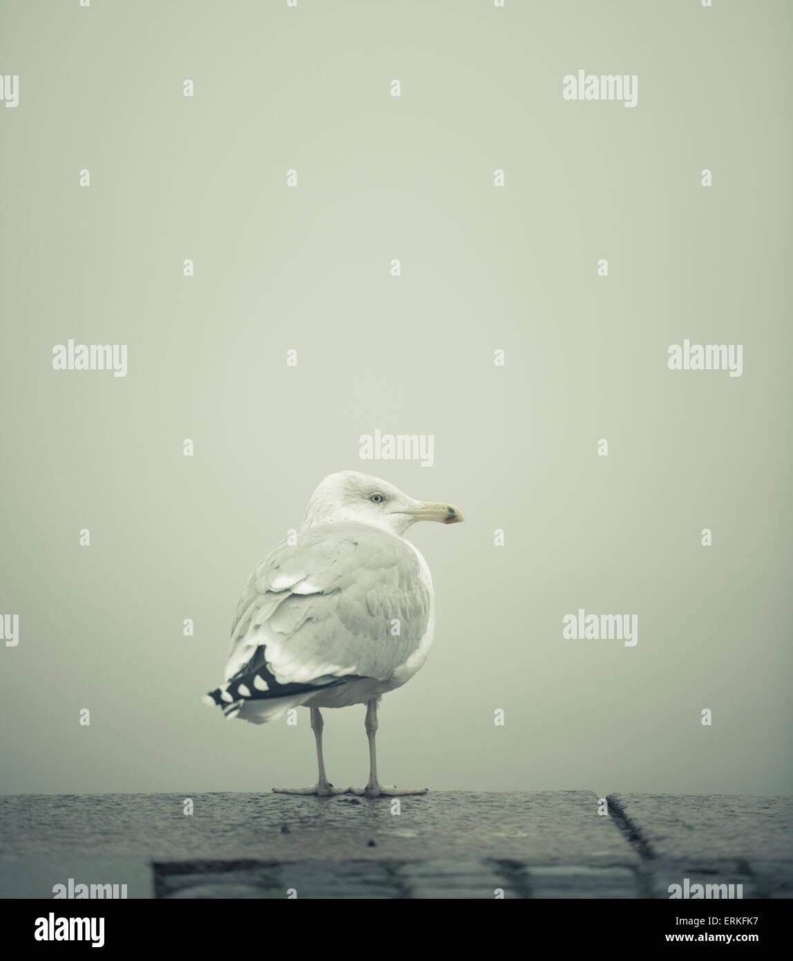 Glaucous-winged gull (Larus glaucescens) on empty pier in heavy fog. Stock Photo