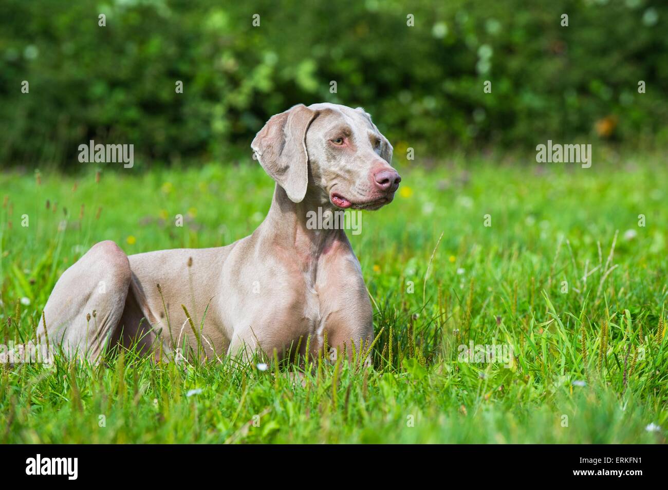 Shorthaired Weimaraner Stock Photo 83407997 Alamy