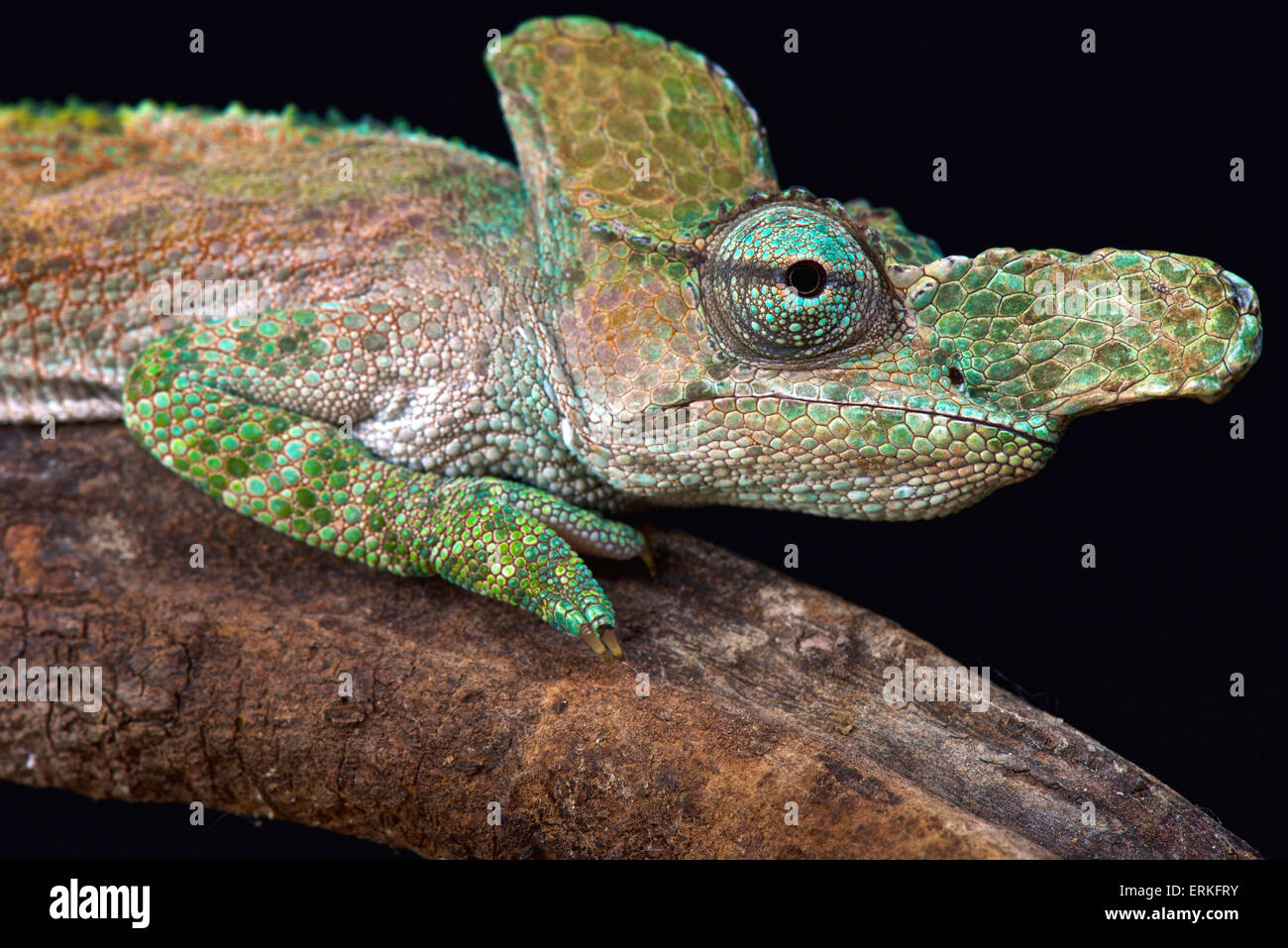 Strange-nosed chameleon (Kinyongia xenorhina) Stock Photo