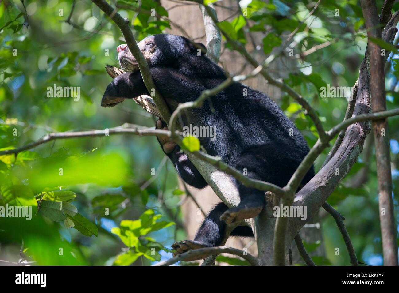 Bornean Sun Bear, Helarctos malayanus, resting in the branches of a tree at the Bornean Sun Bear Conservation Centre, BSBCC, in Stock Photo