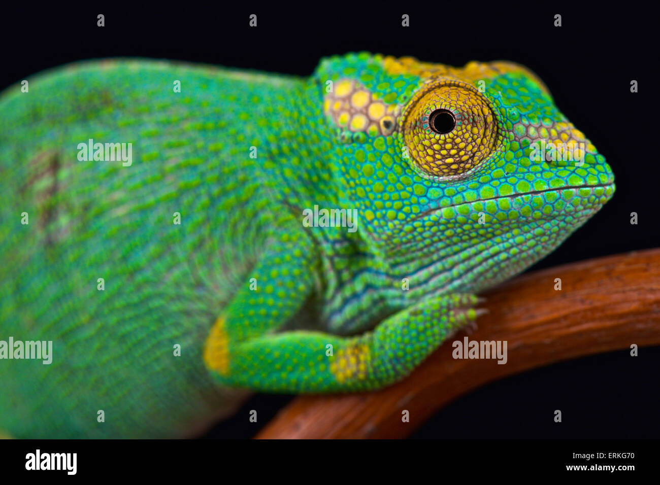 Strange-nosed chameleon  (Kinyongia xenorhina) female Stock Photo
