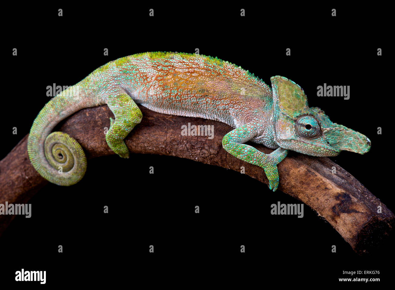 Blade nosed chameleon (Kinyongia xenorhina) Stock Photo