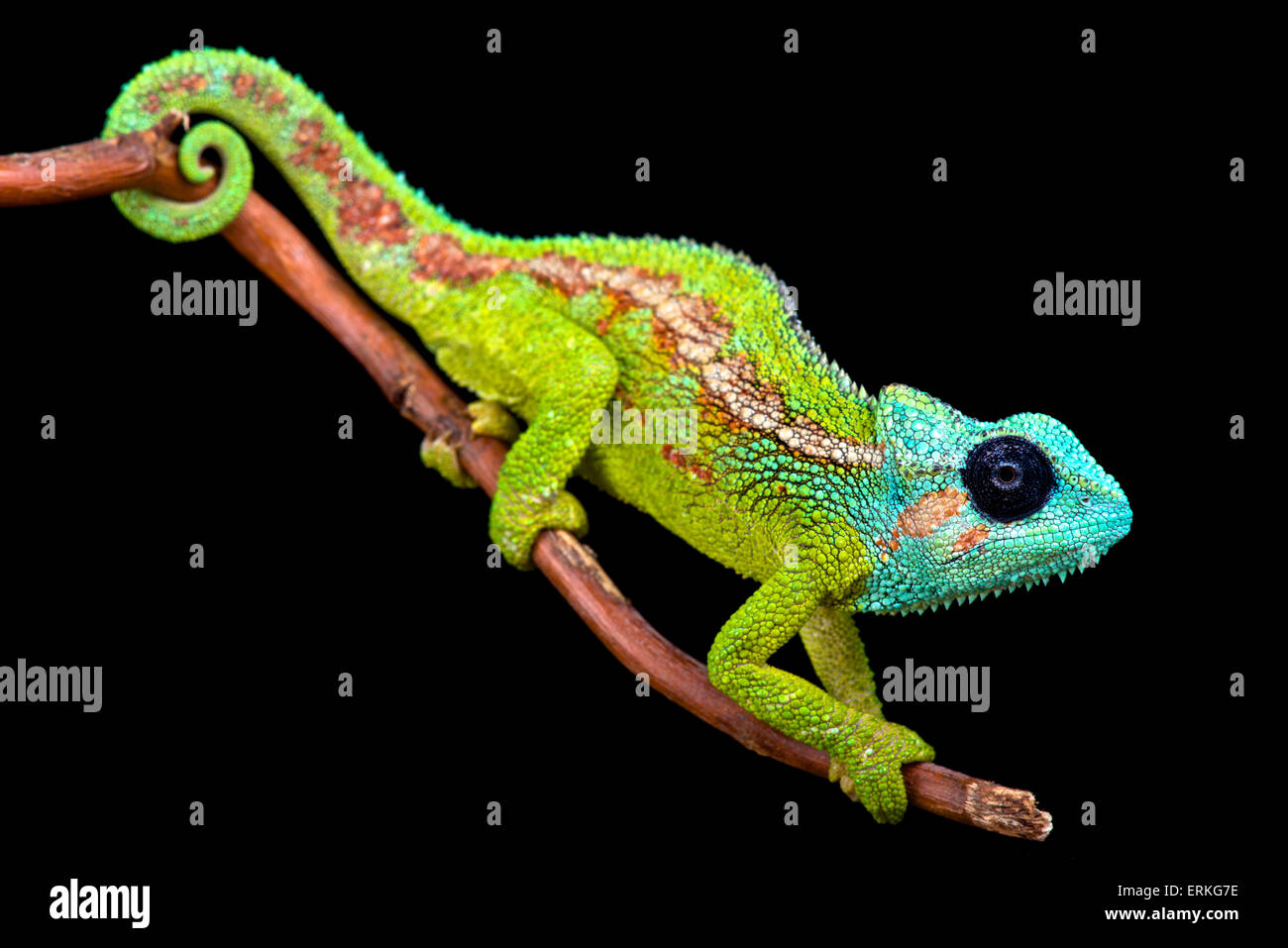 Hanang Hanangensis hi-res stock photography and images - Alamy