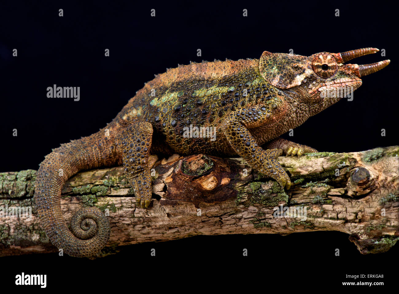 Werners chameleon (Trioceros werneri) Stock Photo
