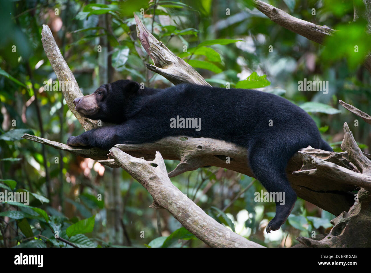 Bornean Sun Bear, Helarctos malayanus, resting in the branches of a tree at the Bornean Sun Bear Conservation Centre, BSBCC, in Stock Photo