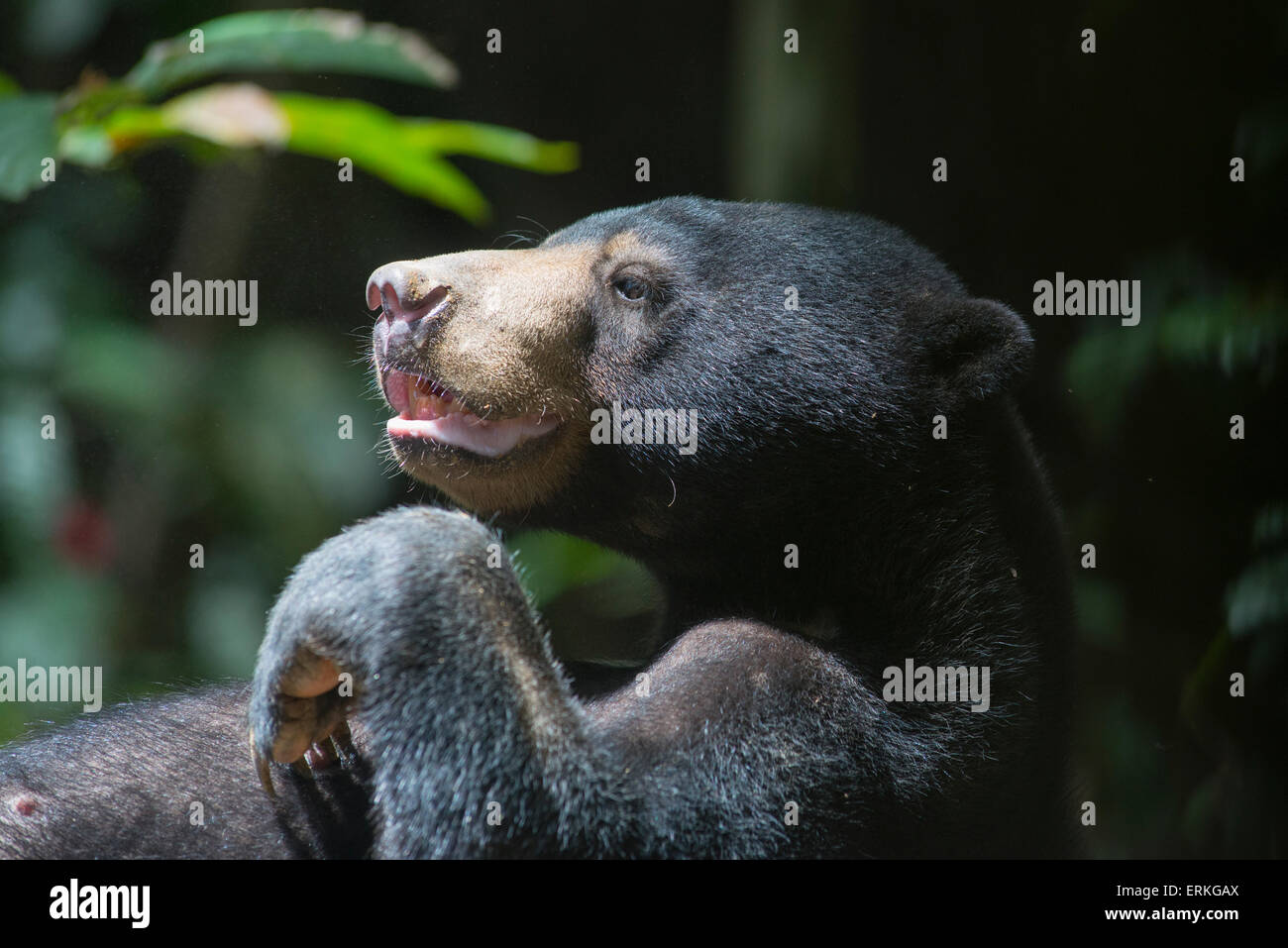 Bornean Sun Bear Conservation Centre Sabah Malaysian Borneo