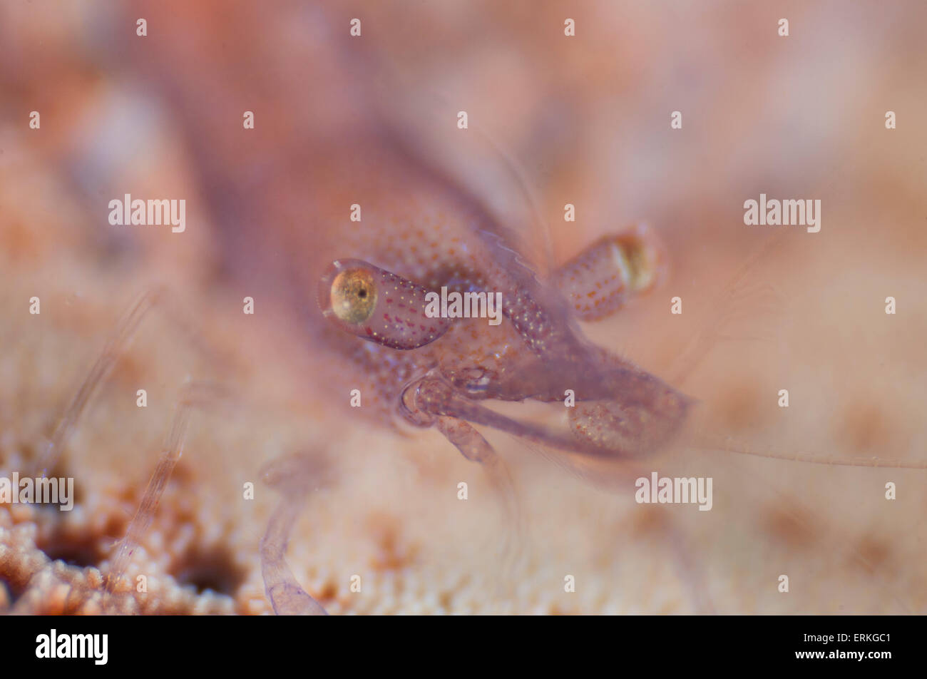 Rounded sea star shrimp, Zenopontonia noverca, close up shot, Tunku Abdul Rahman Park, Kota Kinabalu, Sabah, Malaysia, Stock Photo