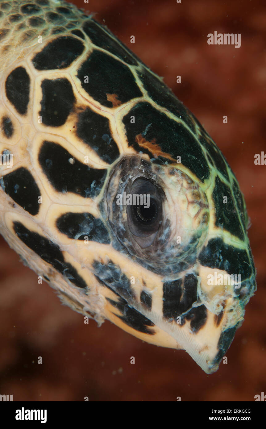 Hawksbill turtle, Eretmochelys imbricata, close up head shot, Tunku Abdul Rahman Park, Kota Kinabalu, Sabah, Malaysia, Stock Photo