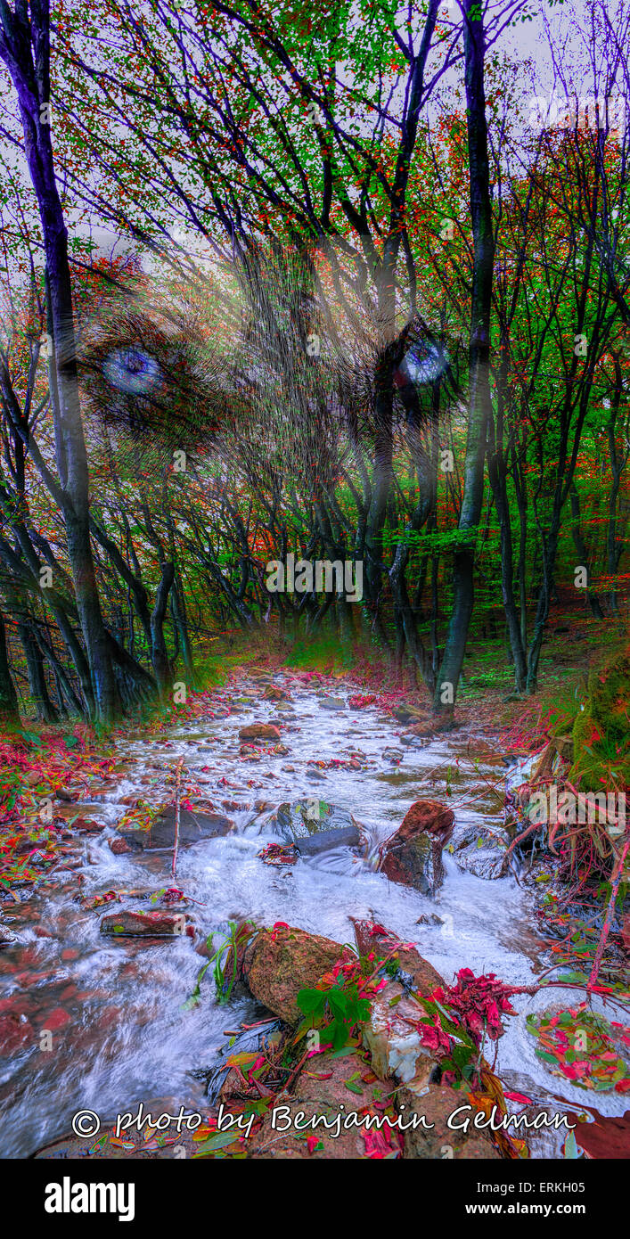Rapid river flowing through forest hi-res stock photography and images ...