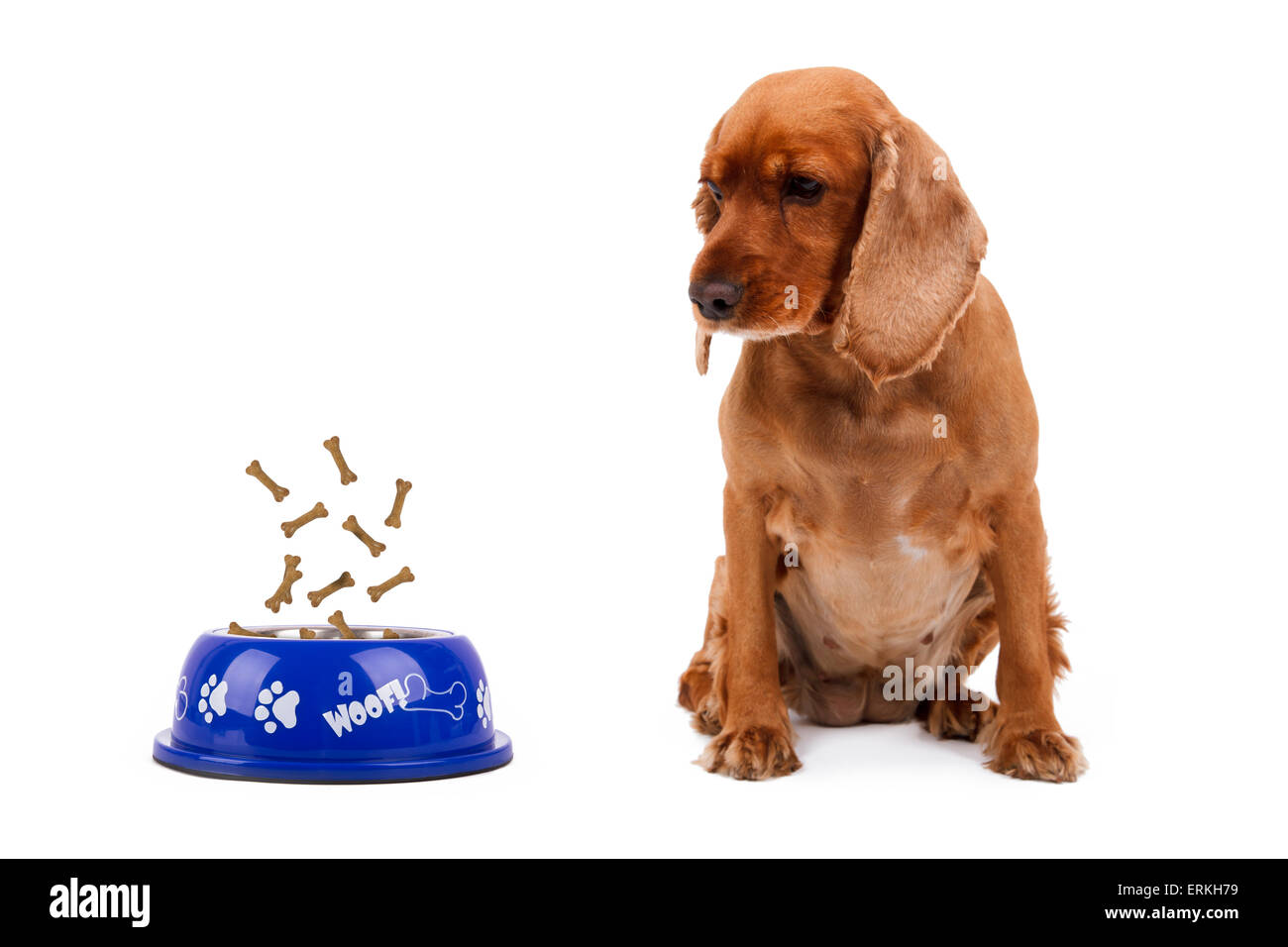 Side view of dry dog food in blue bowl and treats flowing and dropping, cocker watching, isolated on white background. Stock Photo