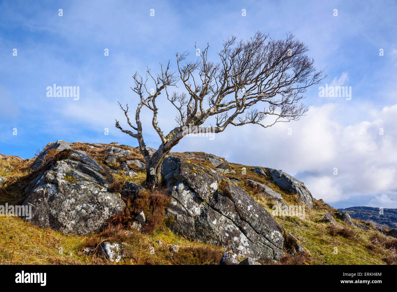 Windblown tree, Ardnamurchan Peninsula, Lochaber, Highlands, Scotland Stock Photo