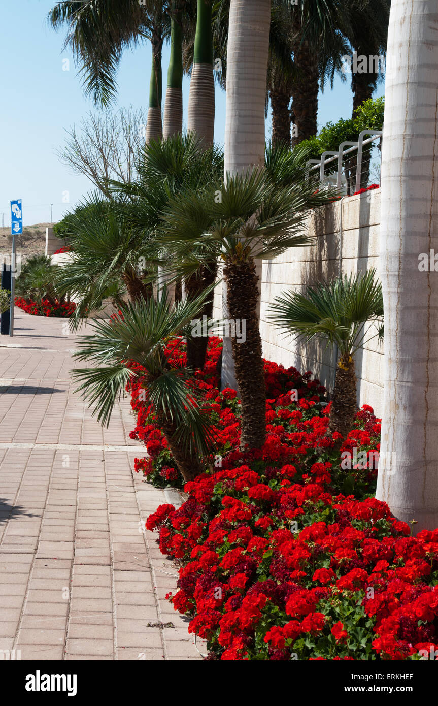 Street in the seaside town, palm trees along the fence and blooming red geraniums Stock Photo