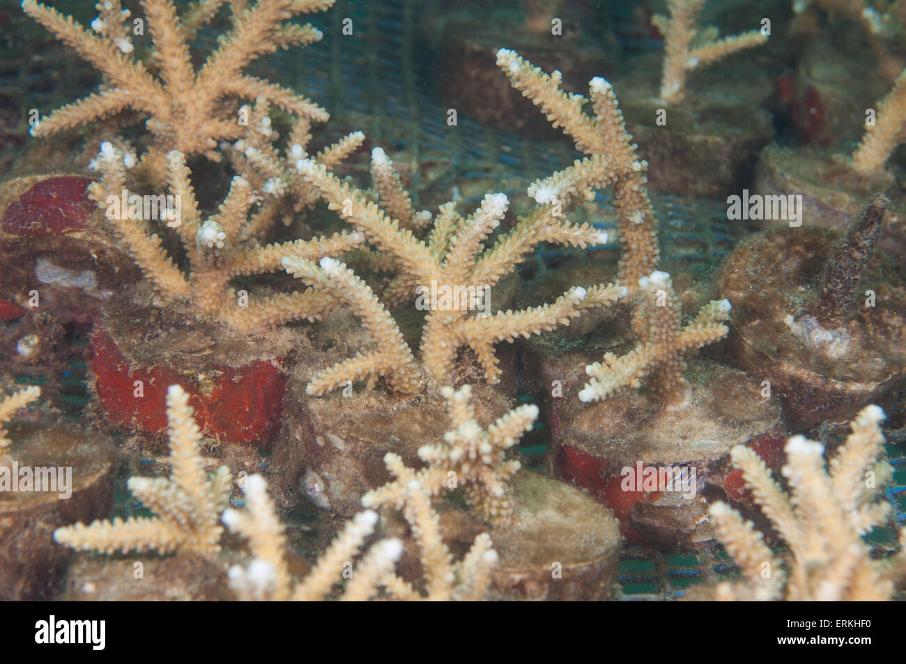 Several planted staghorn corals grouped together, Tunku Abdul Rahman Park, Kota Kinabalu, Sabah, Malaysia Stock Photo