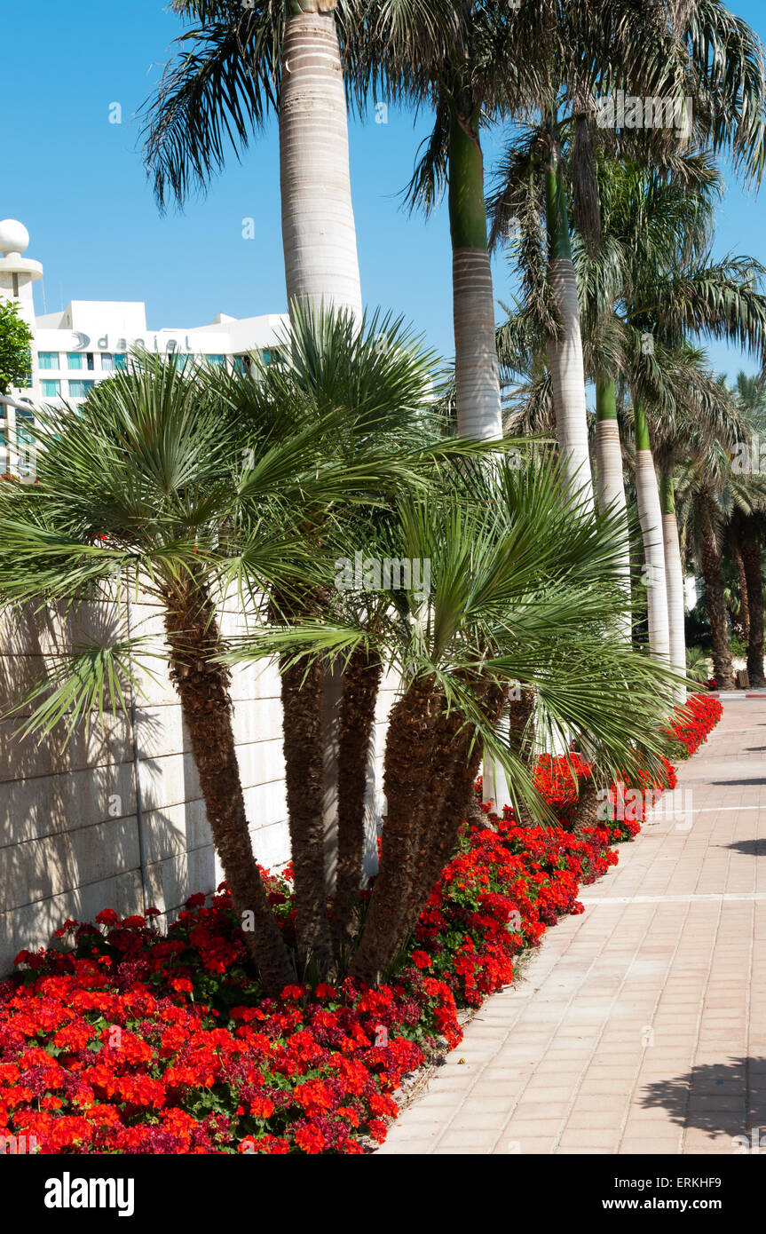 Street in the seaside town, palm trees along the fence and blooming red geraniums Stock Photo