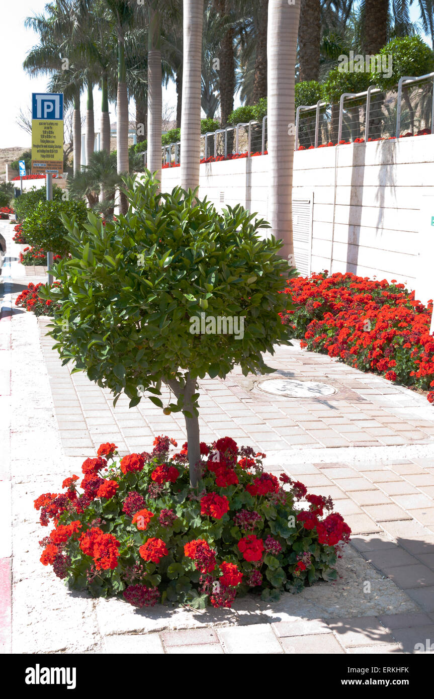 Street in the seaside town, palm trees along the fence and blooming red geraniums Stock Photo