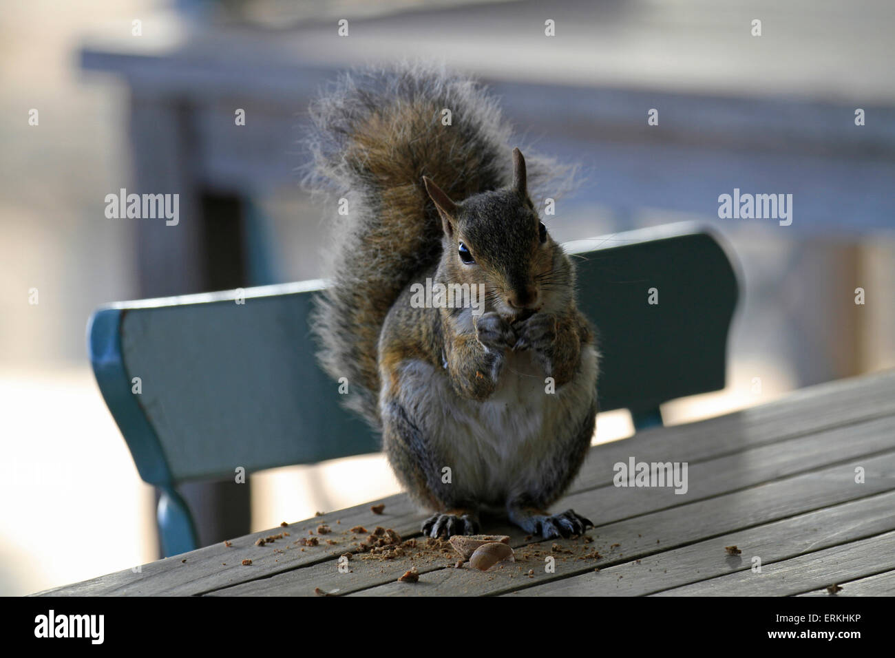 Sciurus carolinensis (Grey Squirrel) on a table at The Spice Route, Paarl, Cape Winelands. Stock Photo