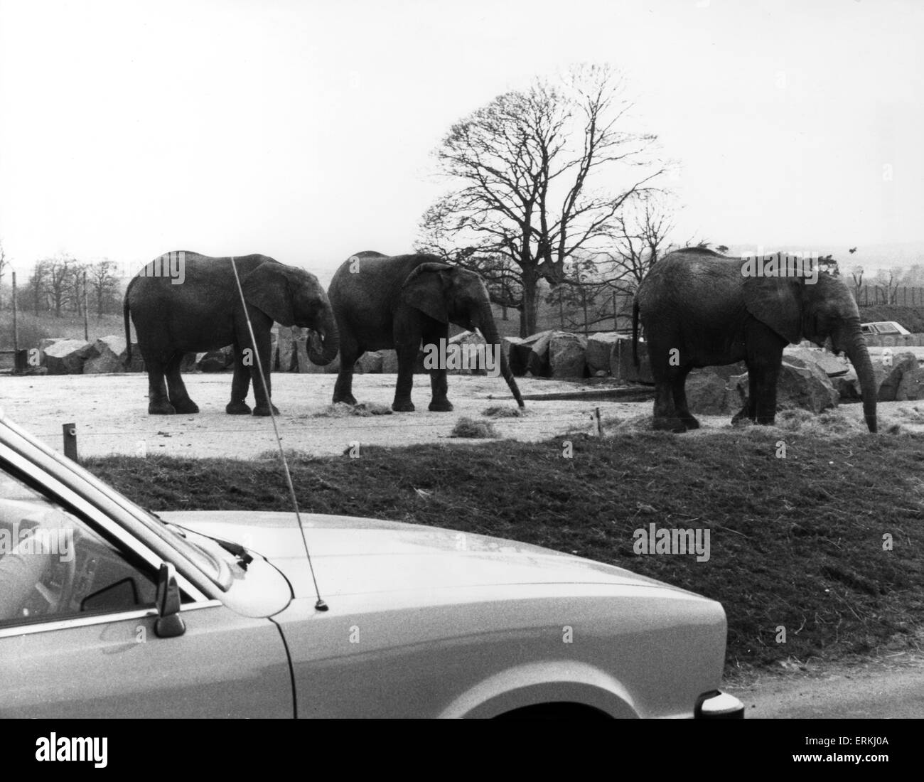 West Midland Safari and Leisure Park, located in Bewdley, Worcestershire, England. African Elephants. 1st May 1980. Stock Photo