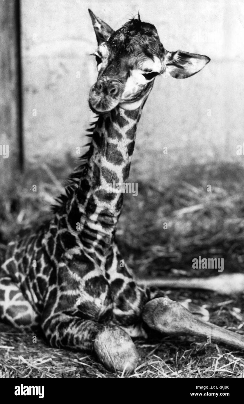 West Midland Safari and Leisure Park, located in Bewdley, Worcestershire, England. Baby Giraffe. 11th March 1985. Stock Photo