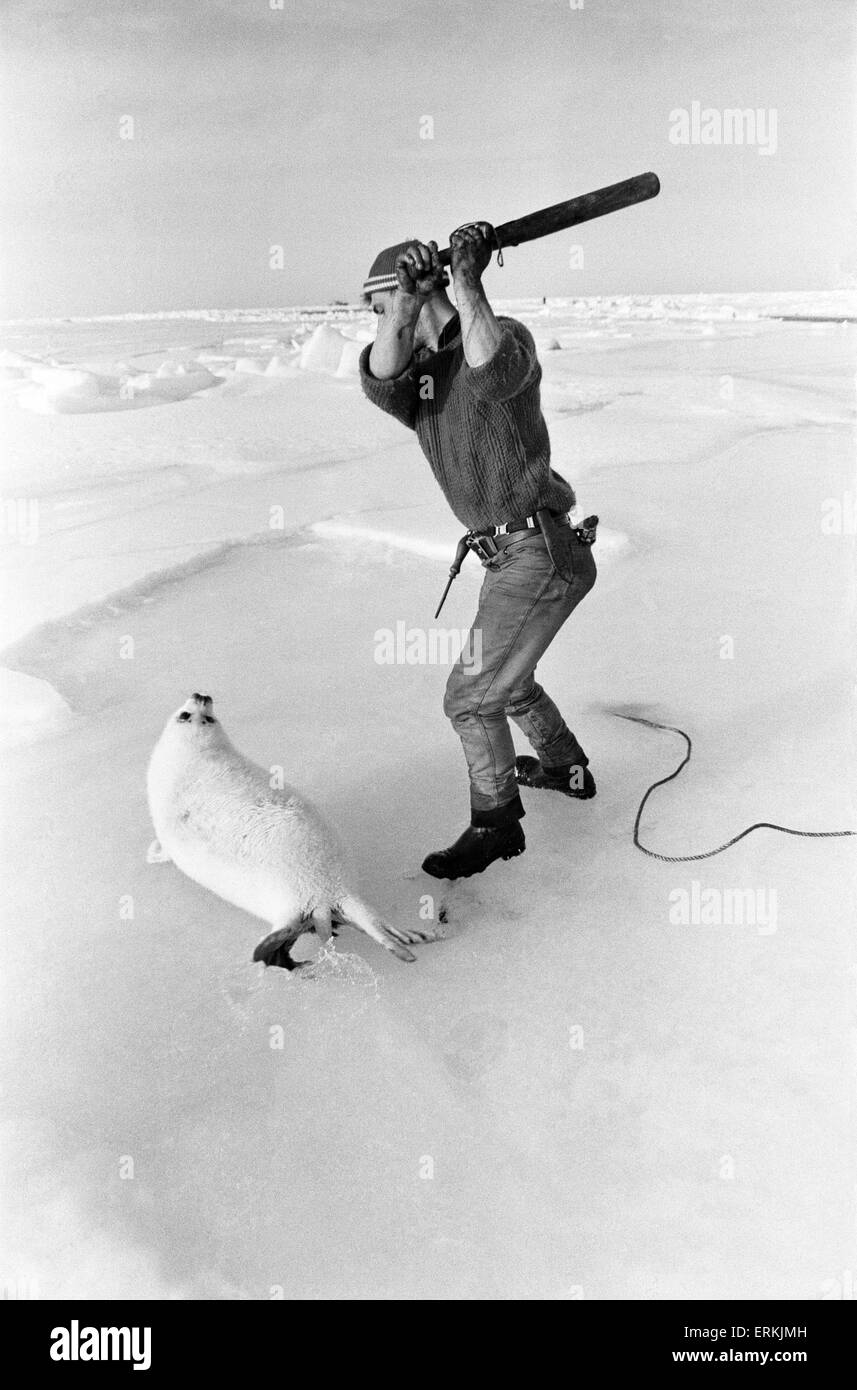 Slaughter of baby Seals for their pelts. Gulf of St Lawrence. Canadian Arctic Archipelago. March 1968. Seal Hunting in Canada. Stock Photo
