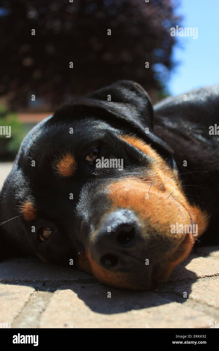 Close up rottweiler puppy hi-res stock photography and images - Alamy