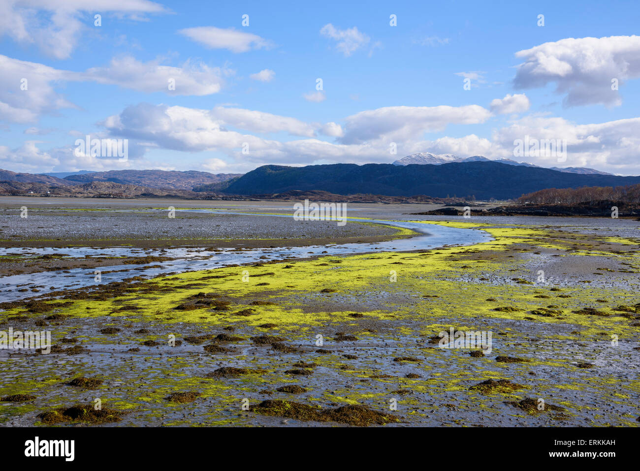 Green seaweed exposed at low tide, Kentra bay, Ardnamurchan Peninsula, Lochaber, Highlands, Scotland Stock Photo