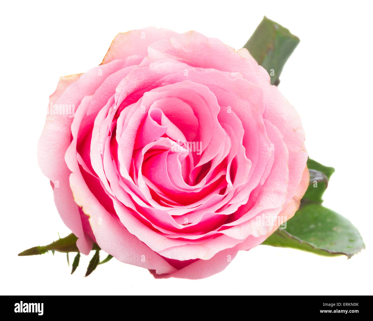 pink rose bud Stock Photo Alamy