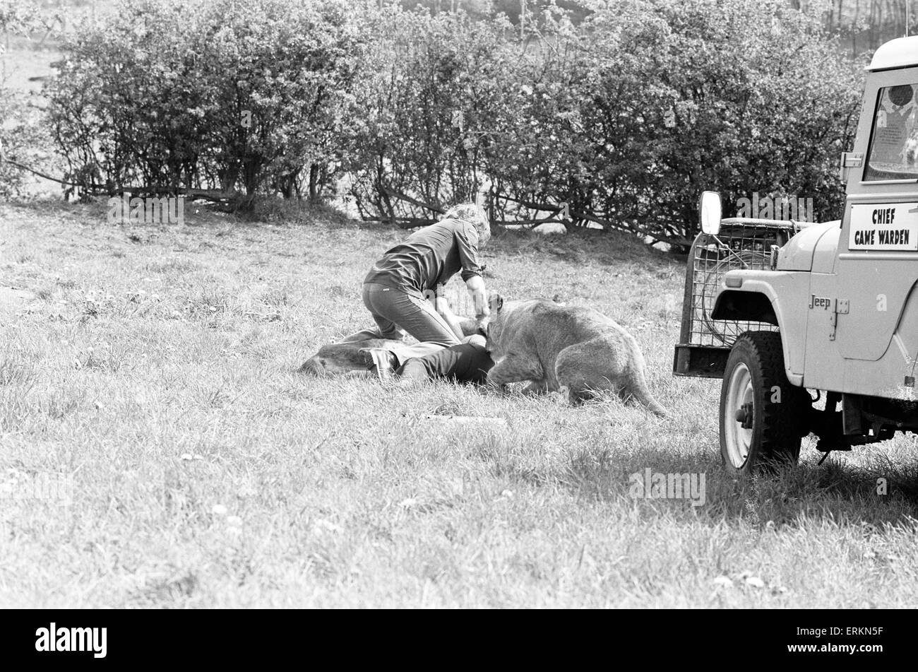 West Midland Safari and Leisure Park, located in Bewdley, Worcestershire, England. Lion attack. 5th May 1976. Stock Photo